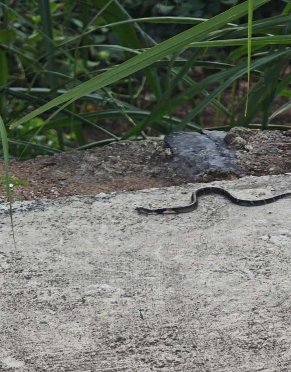 rắn hổ mang chì 27