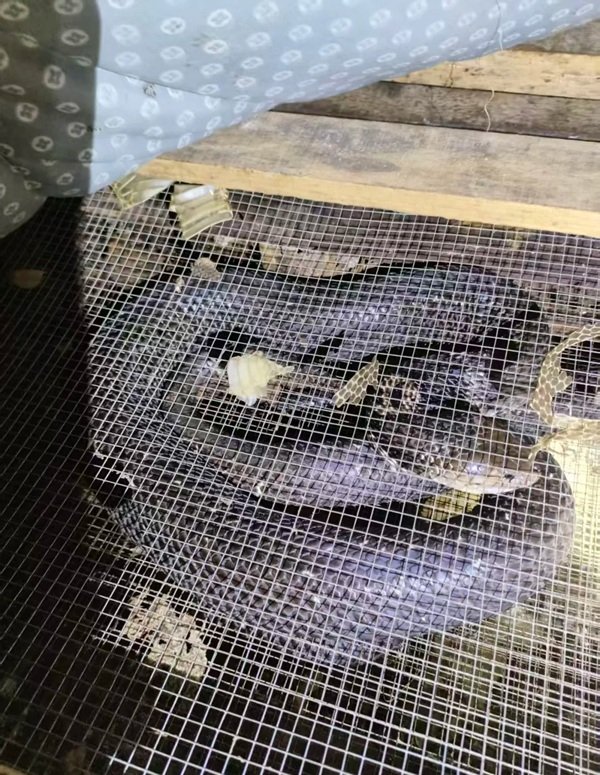 rắn hổ mang chì 28