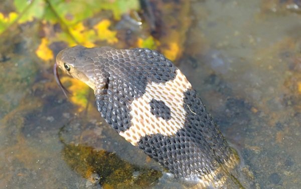 rắn hổ mang chì 29