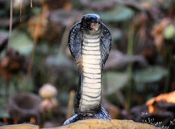 rắn hổ mang chì 3