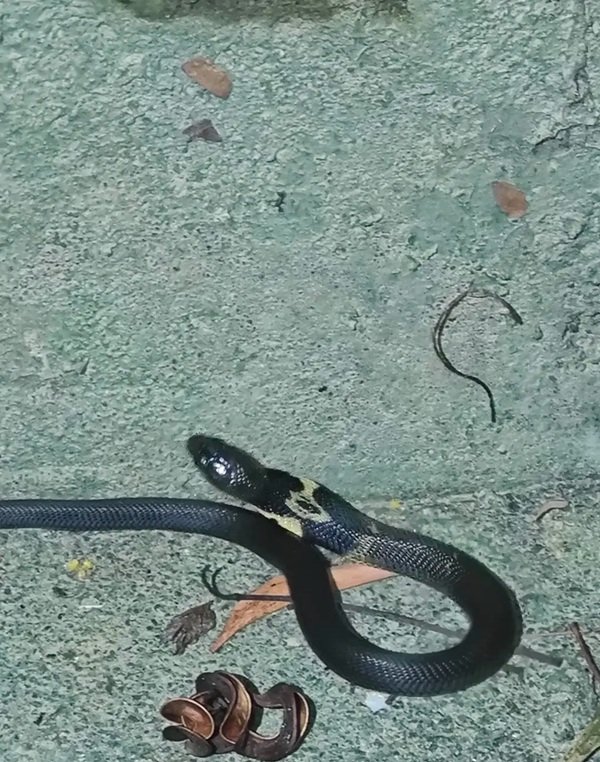 rắn hổ mang chì 30