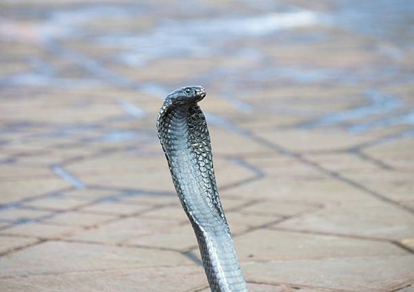 rắn hổ mang chì 4