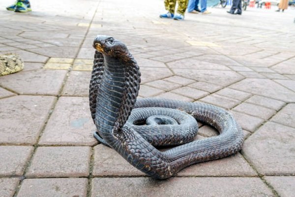 rắn hổ mang chì 5