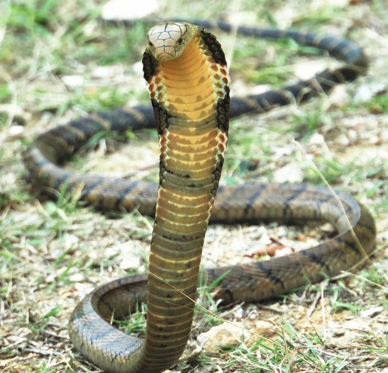 Rắn hổ mang chì đang di chuyển trong khu rừng