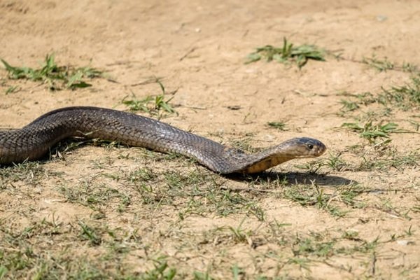 rắn hổ mang chì 6