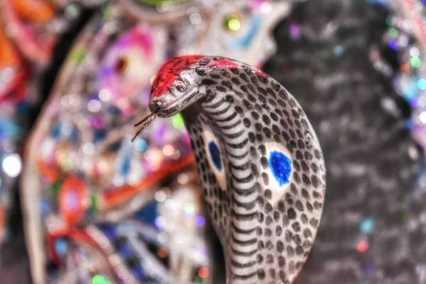 rắn hổ mang chì 7