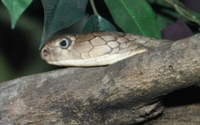 Rắn hổ mèo: Loài rắn dễ gặp nhưng không nên coi thường