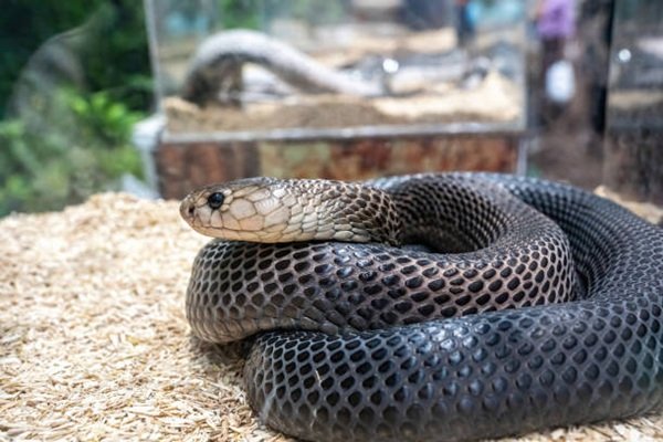 rắn hổ mèo 26