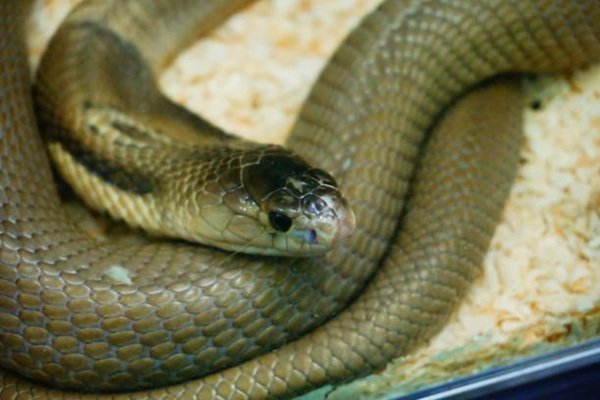 rắn hổ mèo 5