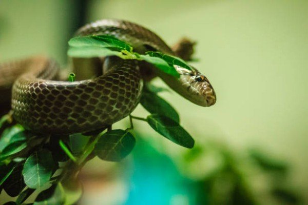 rắn hổ ngựa 10