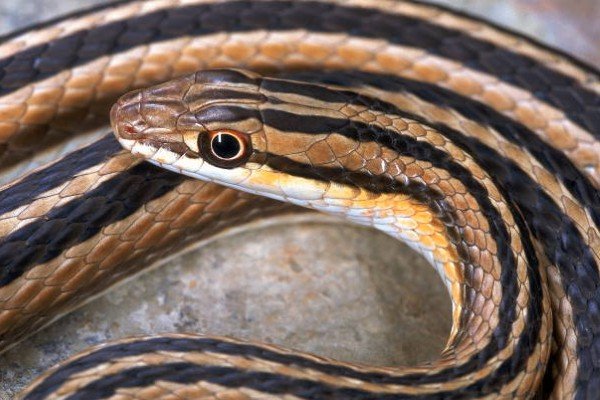 rắn hổ ngựa 14