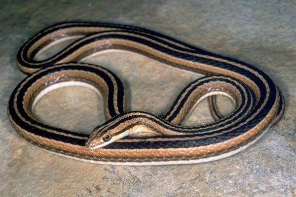 rắn hổ ngựa 15