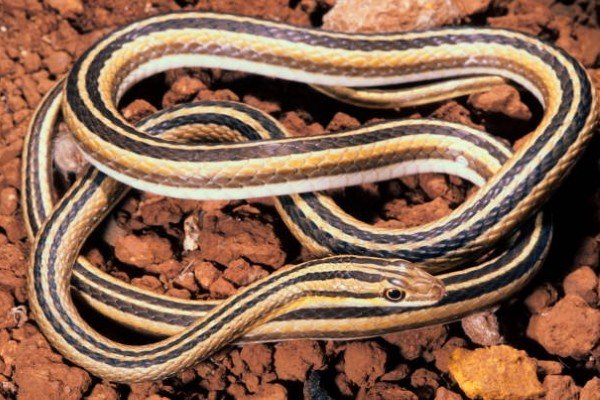 rắn hổ ngựa 17