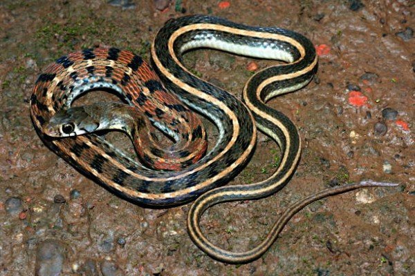 rắn hổ ngựa 18