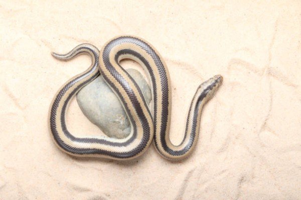 rắn hổ ngựa 19