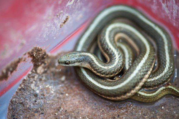 rắn hổ ngựa 20