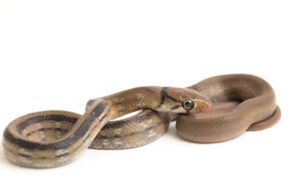 rắn hổ ngựa 21