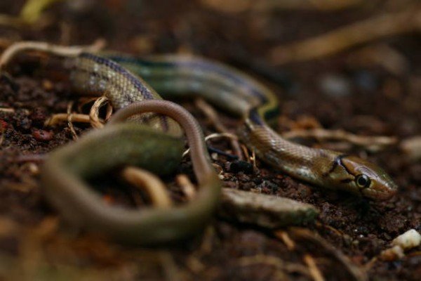 rắn hổ ngựa 22