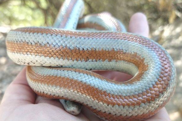 rắn hổ ngựa 23