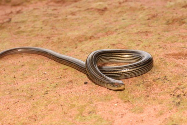 rắn hổ ngựa 24