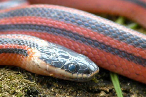 rắn hổ ngựa 25