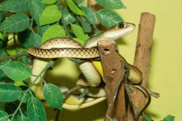 rắn hổ ngựa 26