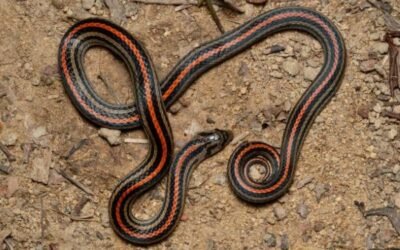 Rắn hổ ngựa có nguy hiểm không? Sự thật ít người biết