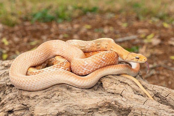 rắn hổ ngựa 30