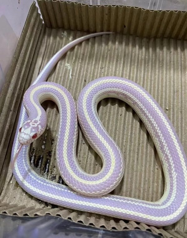 rắn hổ ngựa 31