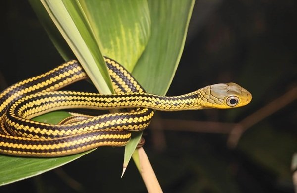 rắn hổ ngựa 32