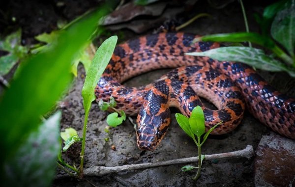 rắn hổ ngựa 33