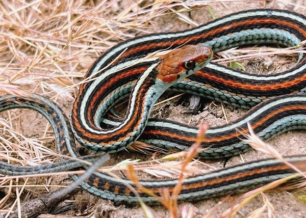 rắn hổ ngựa 34