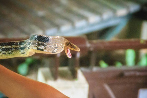 rắn hổ ngựa 9