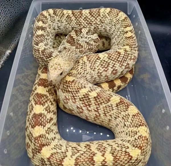 rắn hổ trâu 1