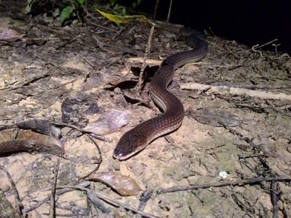 rắn hổ trâu 12