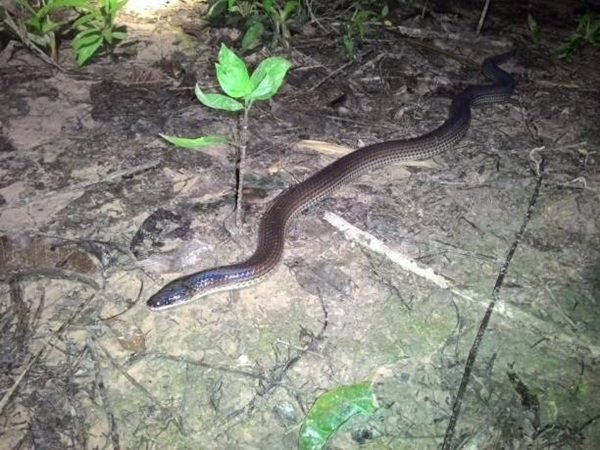 rắn hổ trâu 13