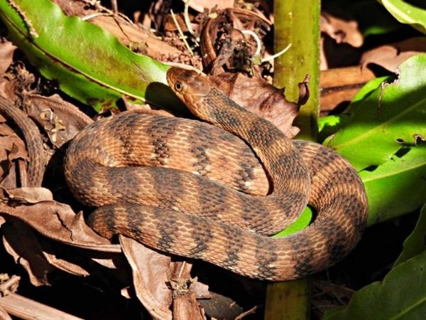 rắn hổ trâu 17
