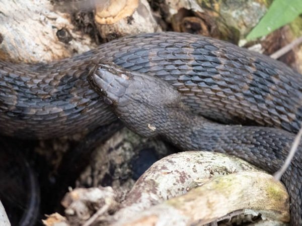 rắn hổ trâu 18