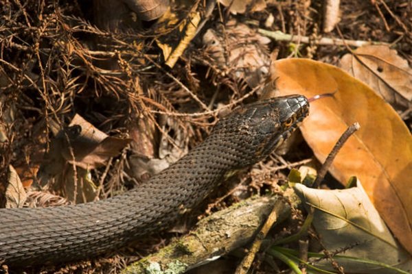 rắn hổ trâu 2