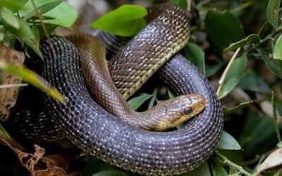 Rắn hổ trâu nguy hiểm không? Giá trị và cách nuôi cần biết