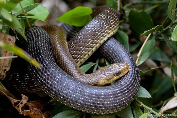 Rắn hổ trâu nguy hiểm không? Giá trị và cách nuôi cần biết