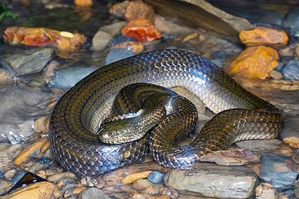 rắn hổ trâu 28