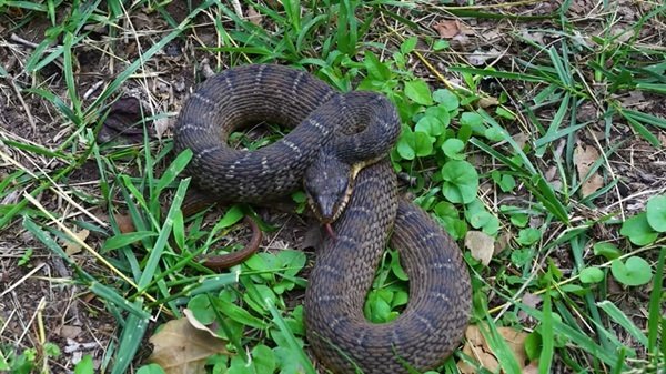 rắn hổ trâu 29
