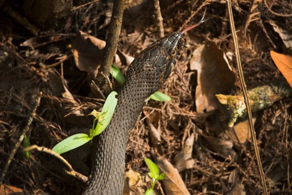 rắn hổ trâu 3