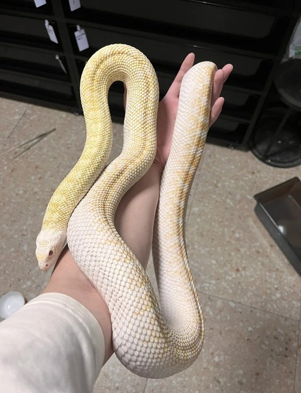 rắn hổ trâu 31