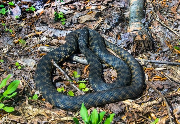 rắn hổ trâu 4