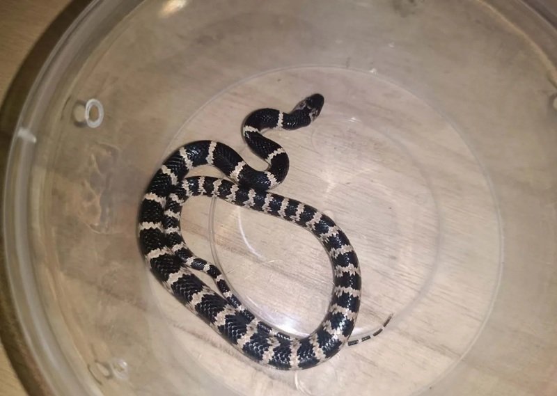 rắn khuyết lào 1