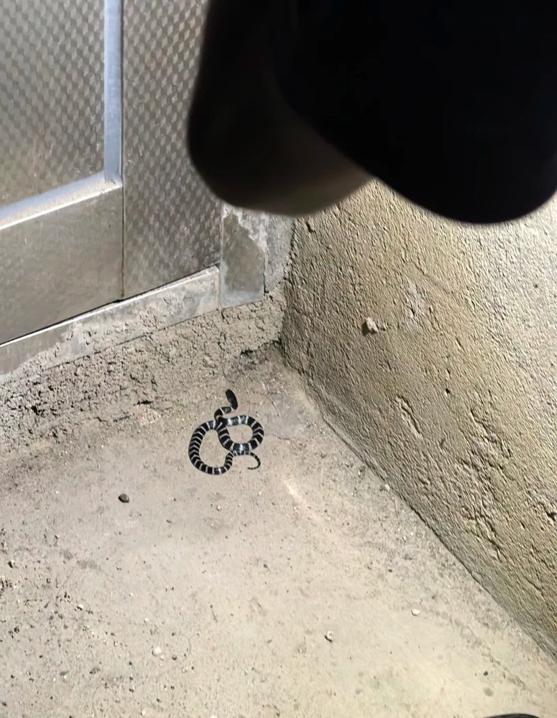 rắn khuyết lào 10