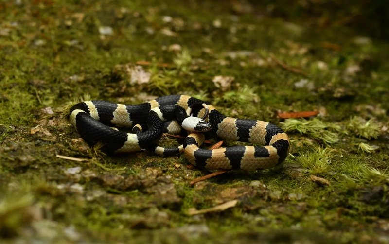 rắn khuyết lào 12