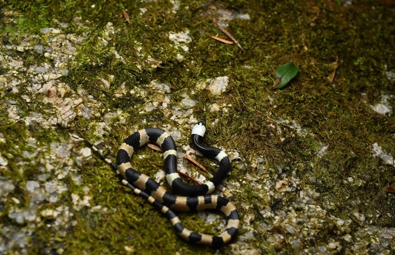 rắn khuyết lào 13